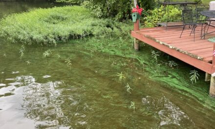 Lake Advisory Group To Manage $1 Million Algae Mitigation Effort