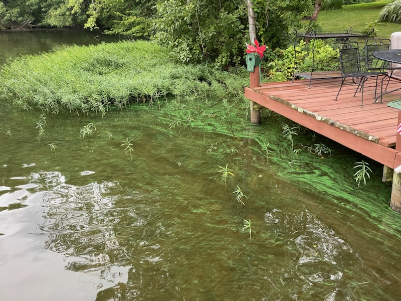 Lake Advisory Group To Manage $1 Million Algae Mitigation Effort