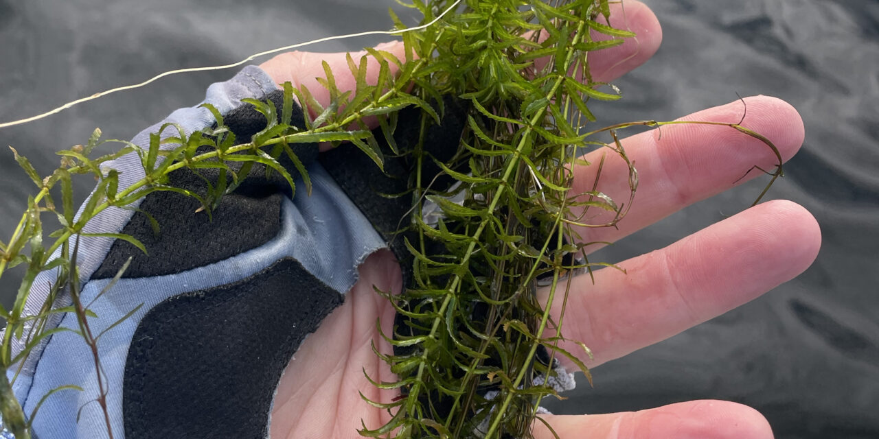Inside LAAC’s Timeline For Managing Hydrilla At Lake Anna