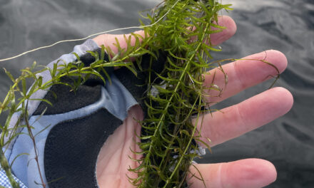 Inside LAAC’s Timeline For Managing Hydrilla At Lake Anna