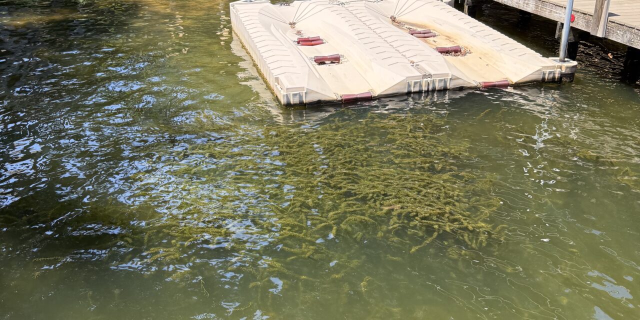 Dominion Energy, DWR And Lake Anna Advisory Group Planning For Hydrilla Mitigation In 2026