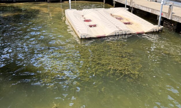 Dominion Energy, DWR And Lake Anna Advisory Group Planning For Hydrilla Mitigation In 2026