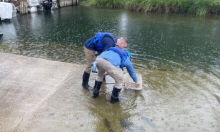 2026 Hydrilla Management Plan Begins With Annual Surveys, Treatment On Main Lake And WHTF In July